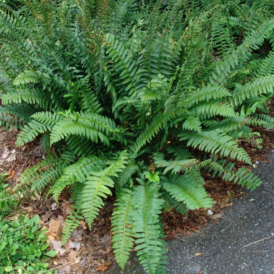 Polystichum acrostichoides Christmas Fern