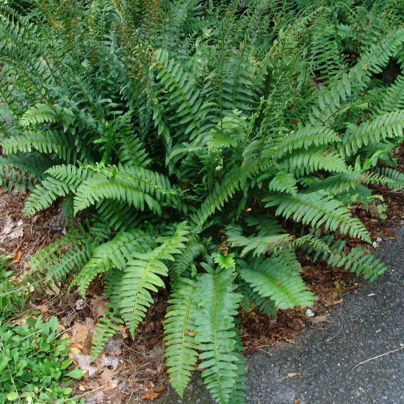 Polystichum acrostichoides Christmas Fern
