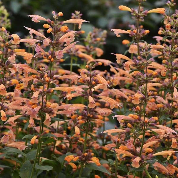 Agastache  &#39;Mango Tango&#39; Anise Hyssop