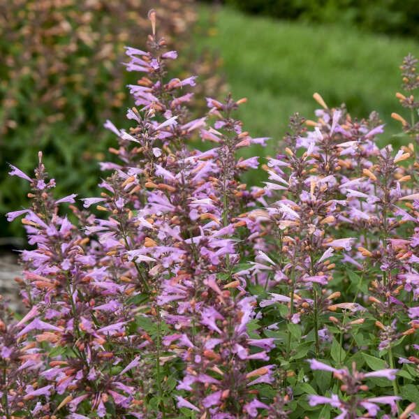 Agastache &#39;Pinky Pie&#39; Anise Hyssop