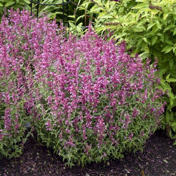 Agastache &#39;Rosie Posie&#39; Anise Hyssop