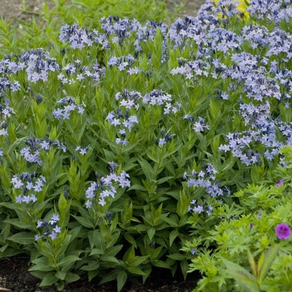 Amsonia tabernaemontana &#39;Blue Ice&#39;