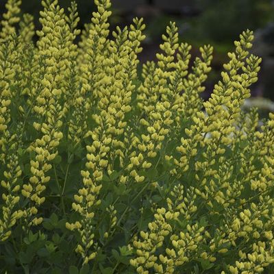 Baptisia 'American Goldfinch' False Indigo