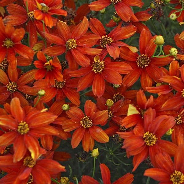Coreopsis &#39;Crazy Cayenne&#39; Tickseed