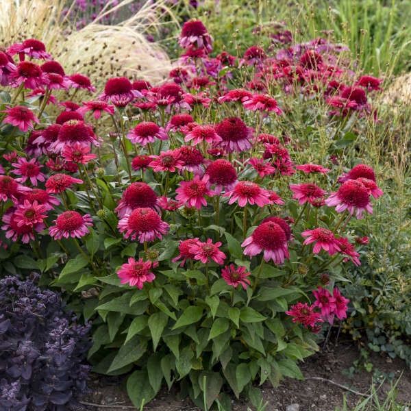 Echinacea &#39;Watermelon Sugar&#39; Coneflower