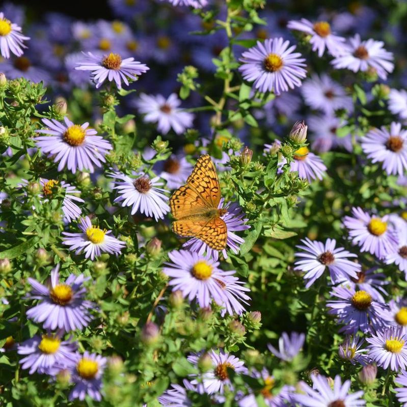 Aster oblongifolius &#39;Twilight Sky&#39; Aromatic Aster
