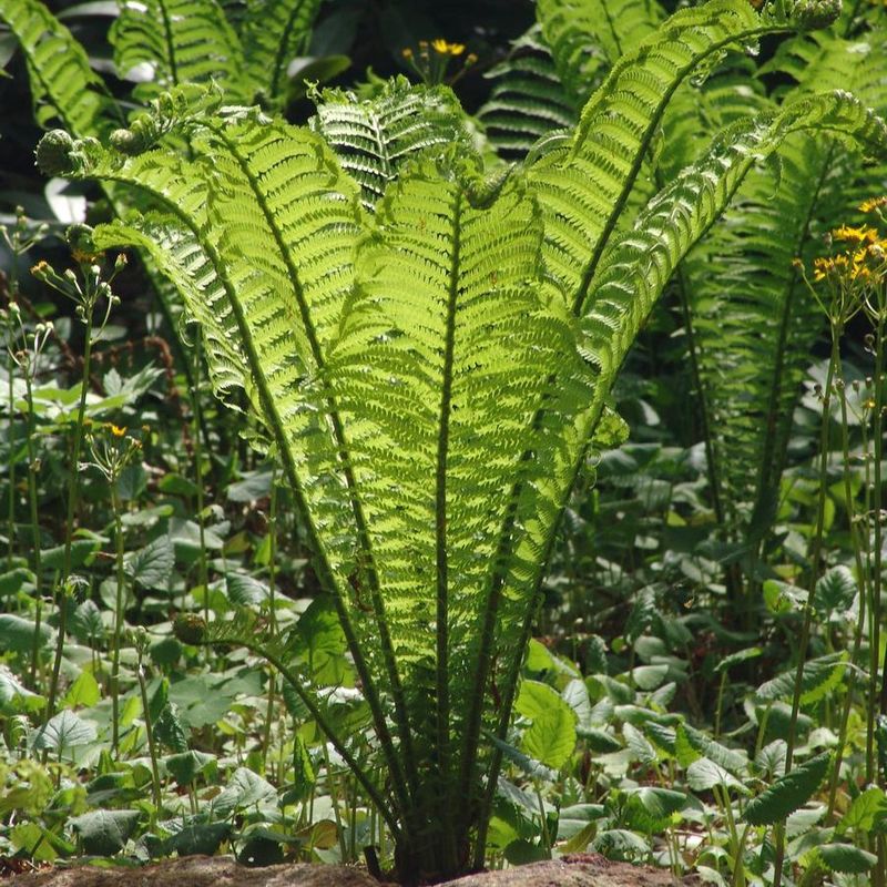 Matteuccia struthiopteris Ostrich Fern