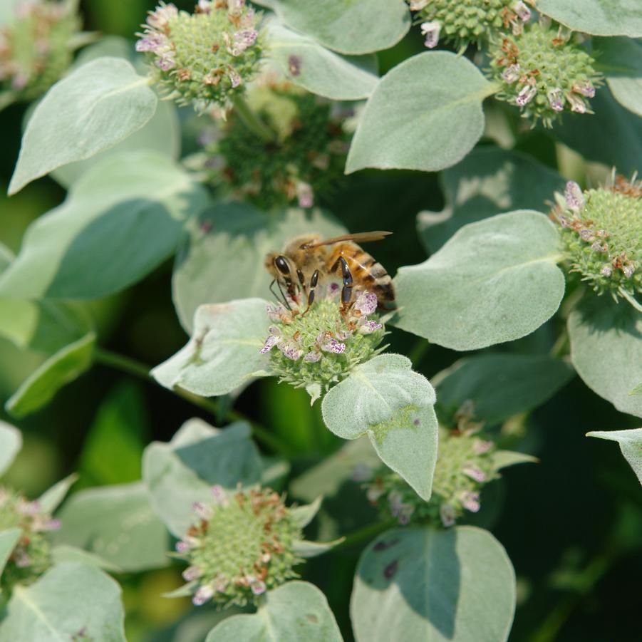Pycnanthemum muticum Mountain Mint