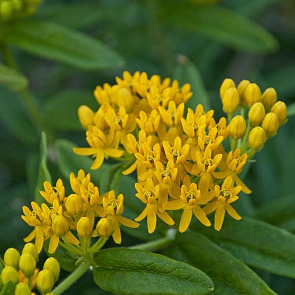 Asclepias tuberosa &#39;Hello Yellow&#39; Swamp Milkweed