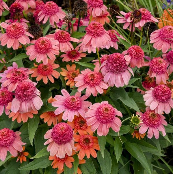 Echinacea &#39;Rainbow Sherbet&#39; Coneflower