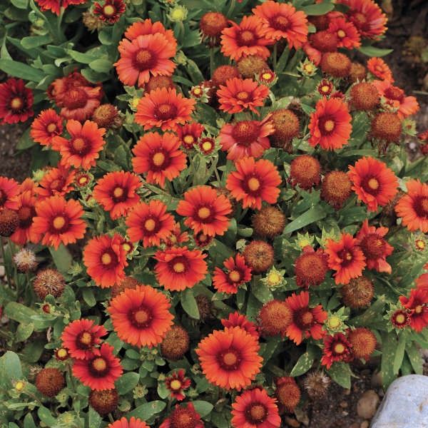 Gaillardia aristata &#39;Arizona Red Shades&#39; Blanket flower