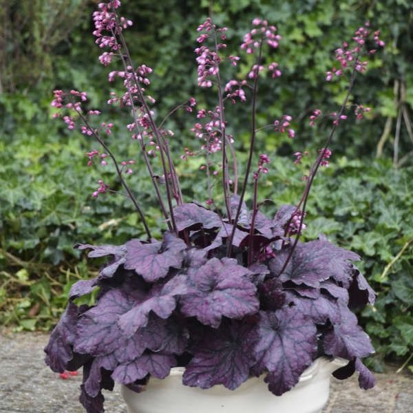 Heuchera &#39;Electric Plum&#39; Coral Bells