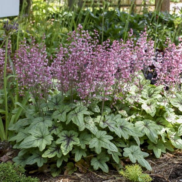 Heucherella &#39;Pink Fizz&#39;