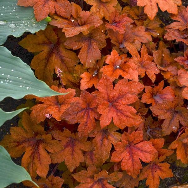 Heucherella &#39;Pumpkin Spice&#39;