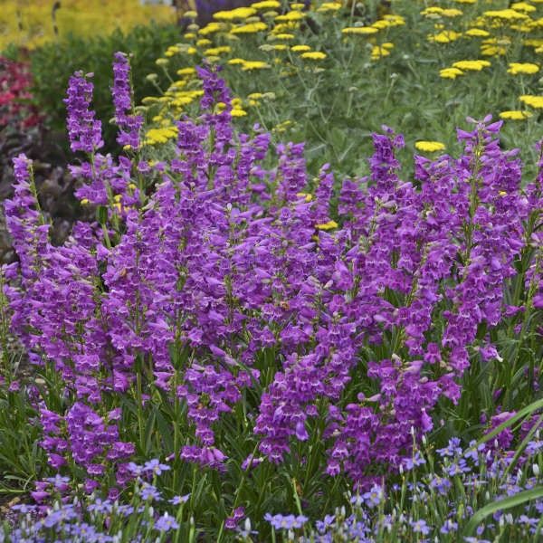 Penstemon &#39;Prairie Dusk&#39; Beardtongue