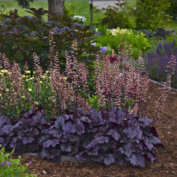 Heuchera &#39;Grape Expectations&#39; Coral Bells