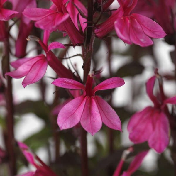 Lobelia &#39;Starship Rose&#39; Cardinal Flower