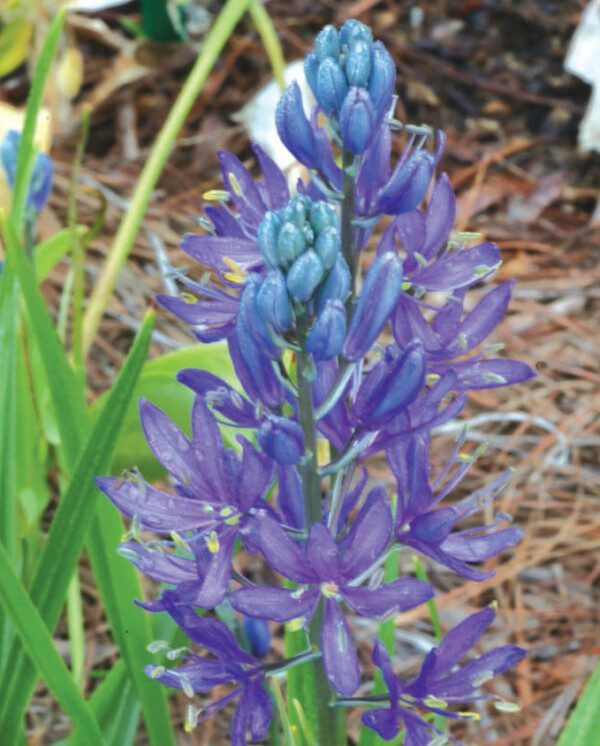 Camassia quamash