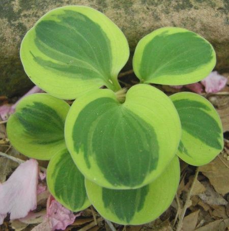 Hosta Mighty Mouse
