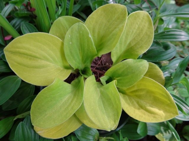 Hosta Sun Mouse