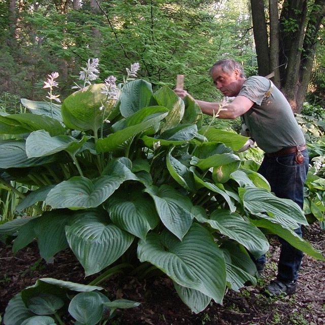 Hosta Empress Wu