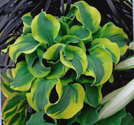Hosta School Mouse