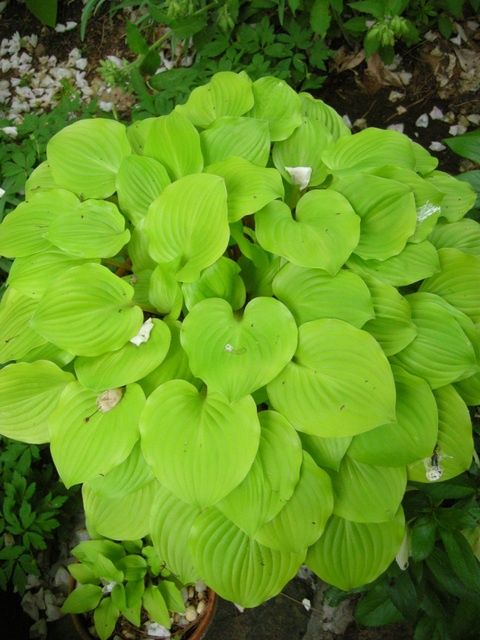Hosta Crumb Cake