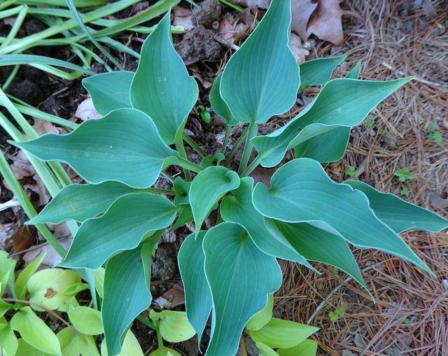 Hosta Twinkle Little Star
