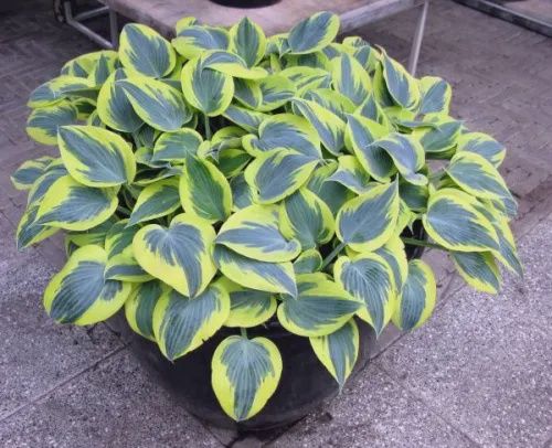 Hosta Ben Vernooij