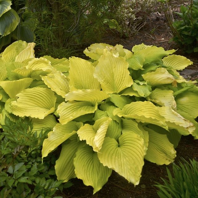 Hosta Coast to Coast
