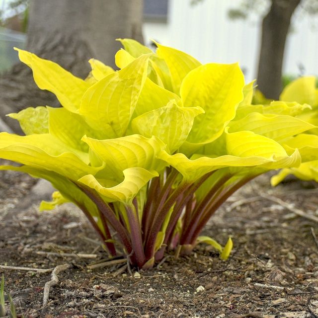Hosta Fire Island