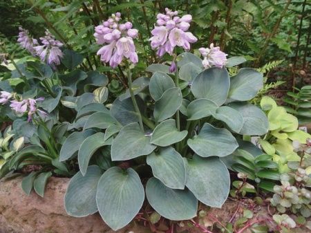Hosta Blue Mouse Ears