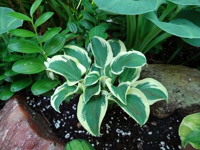 Hosta Mouse on the Moon