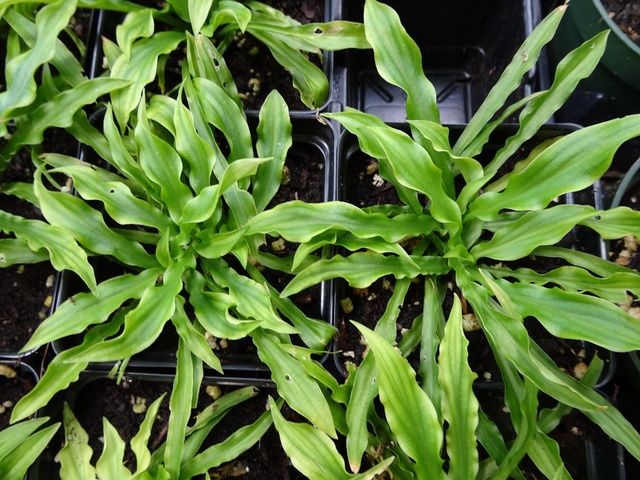 Hosta Little Squirt