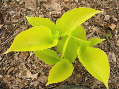 Hosta Appletini