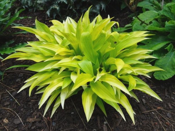 Hosta Munchkin Fire