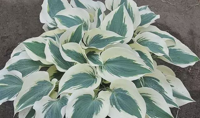 Hosta Firn Line