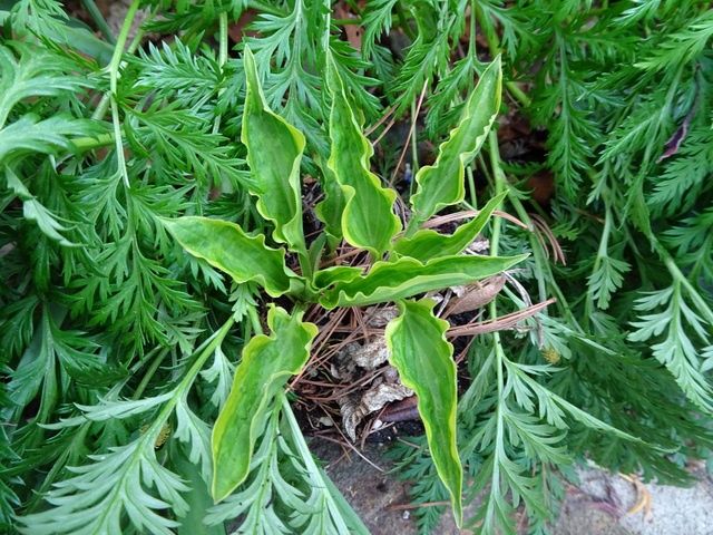 Hosta Forest Nymph
