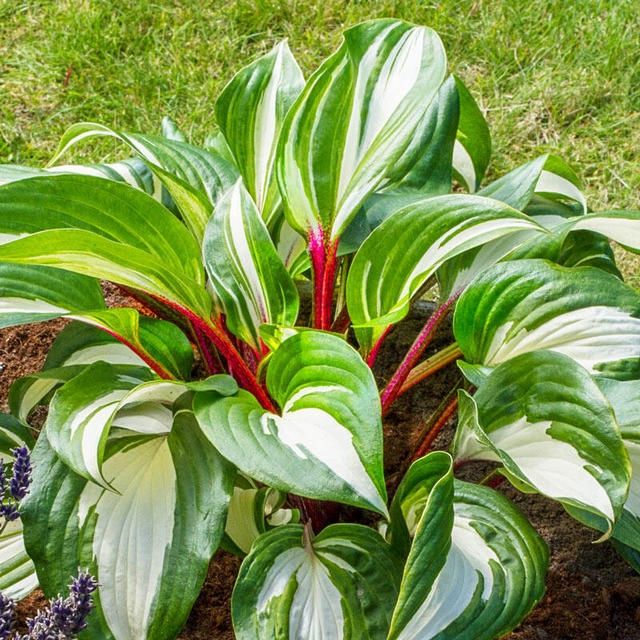 Hosta Raspberry Sundae