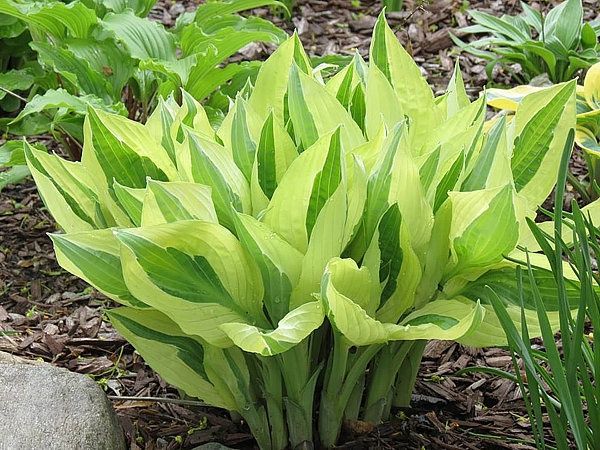Hosta Yellow Polka Dot Bikini