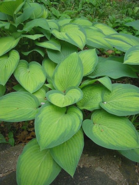 Hosta Paul’s Glory
