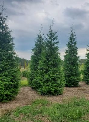 Thuja Green Giant Arborvitae