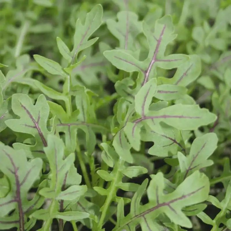 Arugula