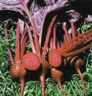 Beet-Bulls Blood
