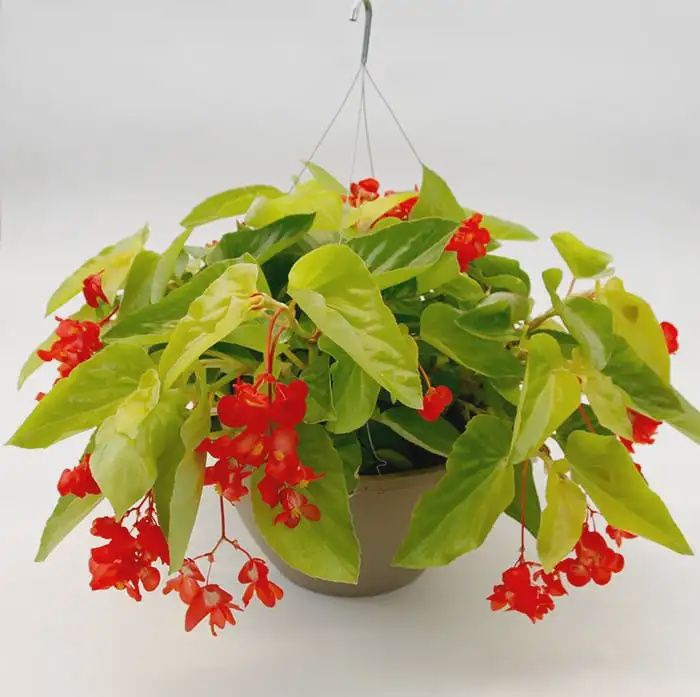 Begonia-Canary Wings Hanging