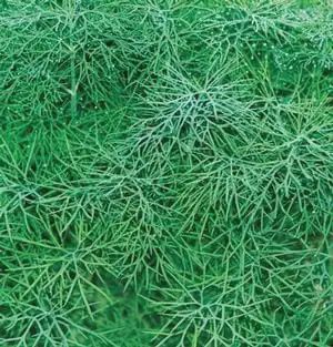Dill-Fernleaf
