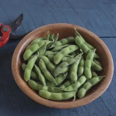 Edamame-Chiba Green