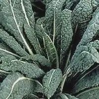 Kale-Lacinato Dinosaur