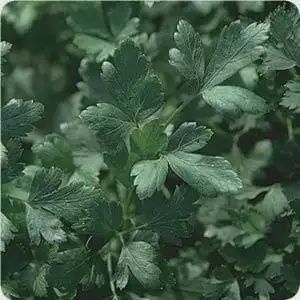 Parsley-Italian Dark Single
