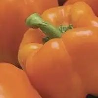 Pepper-Orange Bell